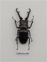 藏品(鍬形蟲科(二))的圖片